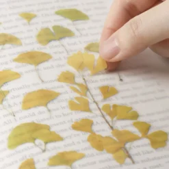 Appree | Pegatinas de Flores Prensadas Ginkgo
