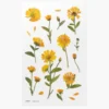 Appree | Pegatinas de Flores Prensadas Calendula