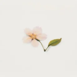 Appree | Pegatinas de Flores Prensadas Cherry Blossom
