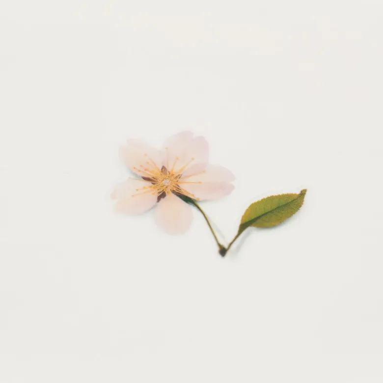 Appree | Pegatinas de Flores Prensadas Cherry Blossom