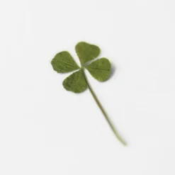 Appree | Pegatinas de Flores Prensadas Four Leaf Clover