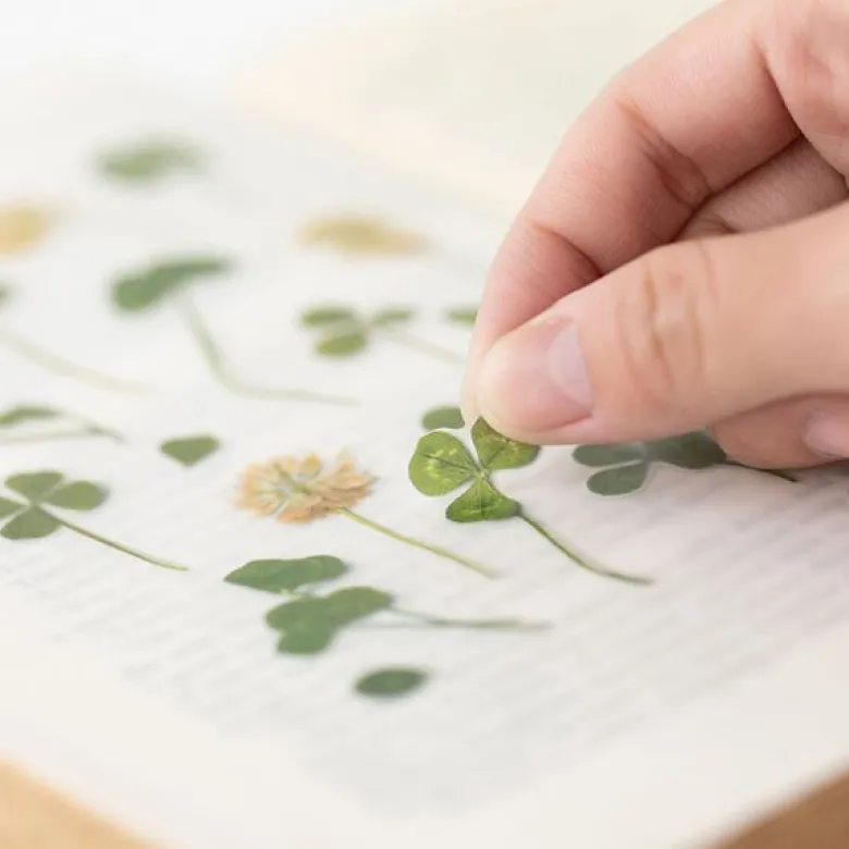 Appree | Pegatinas de Flores Prensadas Four Leaf Clover