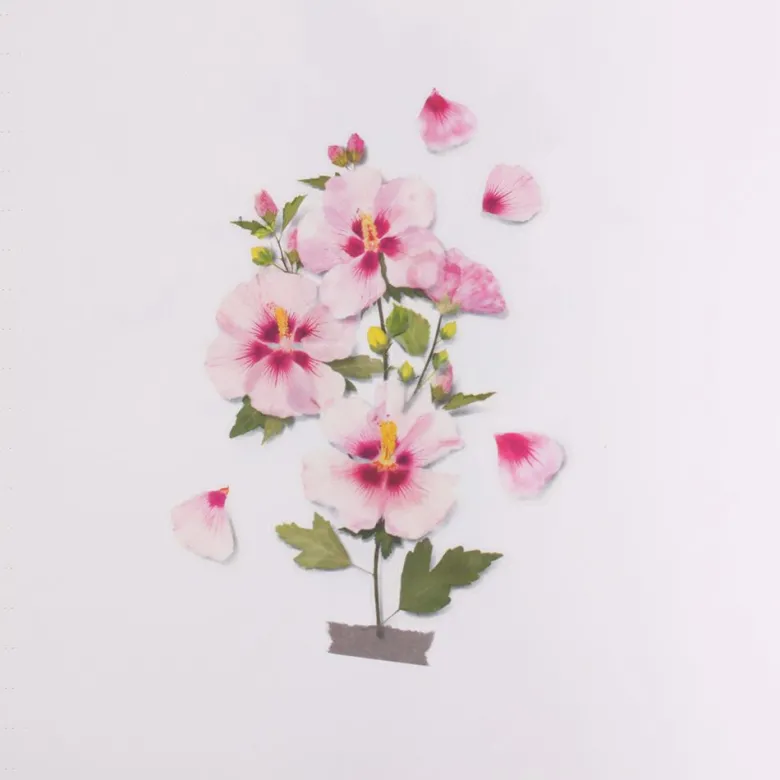 Appree | Pegatinas Flores Prensadas Rose Of Sharon