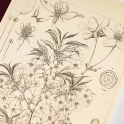 Hobonichi | Cuaderno Hobonichi Notebook A5 Tomitaro Makino (Cuadros)