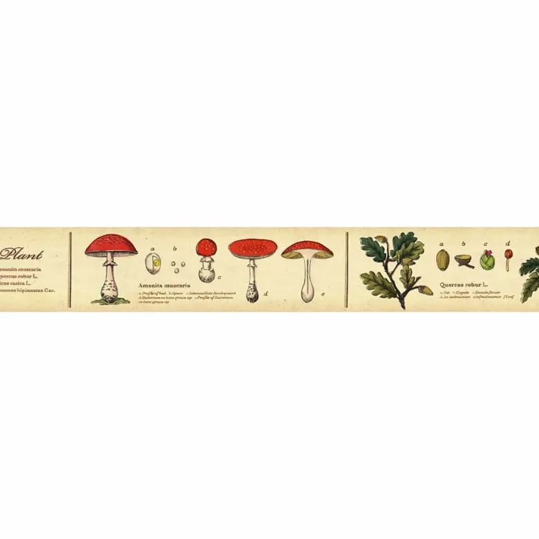 MT Masking Tape | Encyclopedia Plant Washi Tape