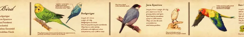 MT Masking Tape | Encyclopedia Birds Washi Tape